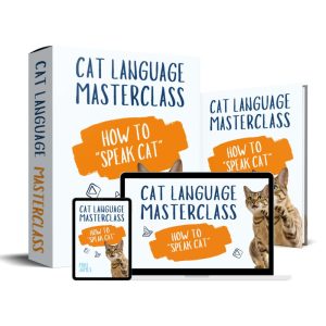 X Cat Language Masterclass
